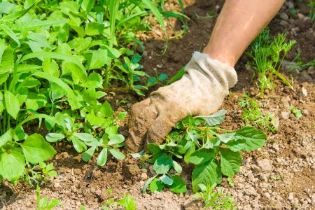 How to Prevent Weeds This Spring and Summer